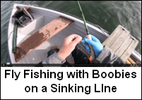 Boobies on a Sinking Line
